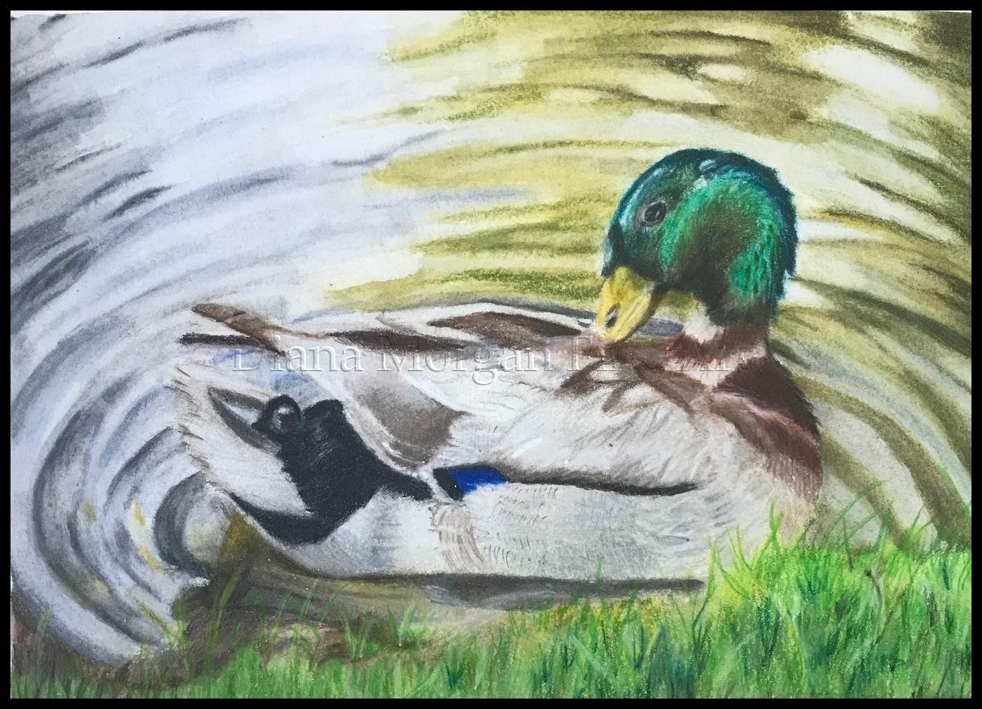 Mallard in Pond